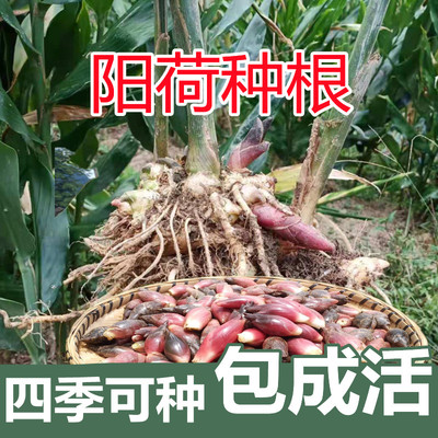 阳荷种根洋荷种苗洋火