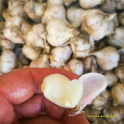 25年湖北特产恩施大蒜巴东新鲜蔬菜农家自种白皮蛮蒜大蒜头新品