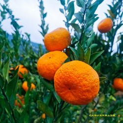 湖北恩施特产当季新鲜水果巴东椪柑农家大果甜橘子现摘9斤包邮