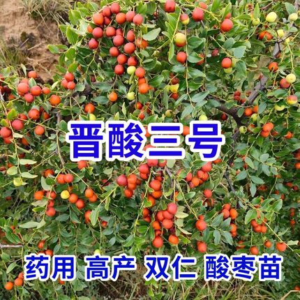 晋酸3号高产药用双仁酸枣苗山枣苗南北方种植地栽荒坡山地耐旱