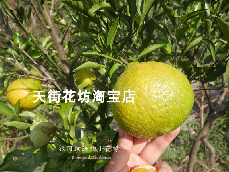 新品浙江黄金贡柑柚树苗盆栽太空柚子树苗桔子柚子果树象山青