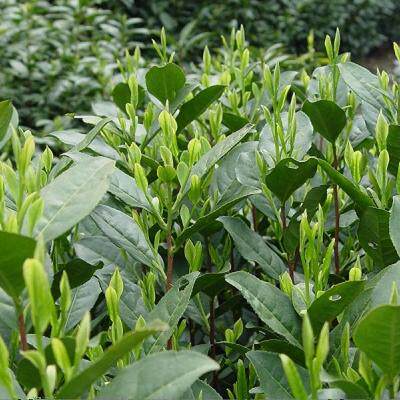 浙江高山野山茶 野龙井茶苗 茶树苗 茶苗 绿茶苗 西湖龙井茶