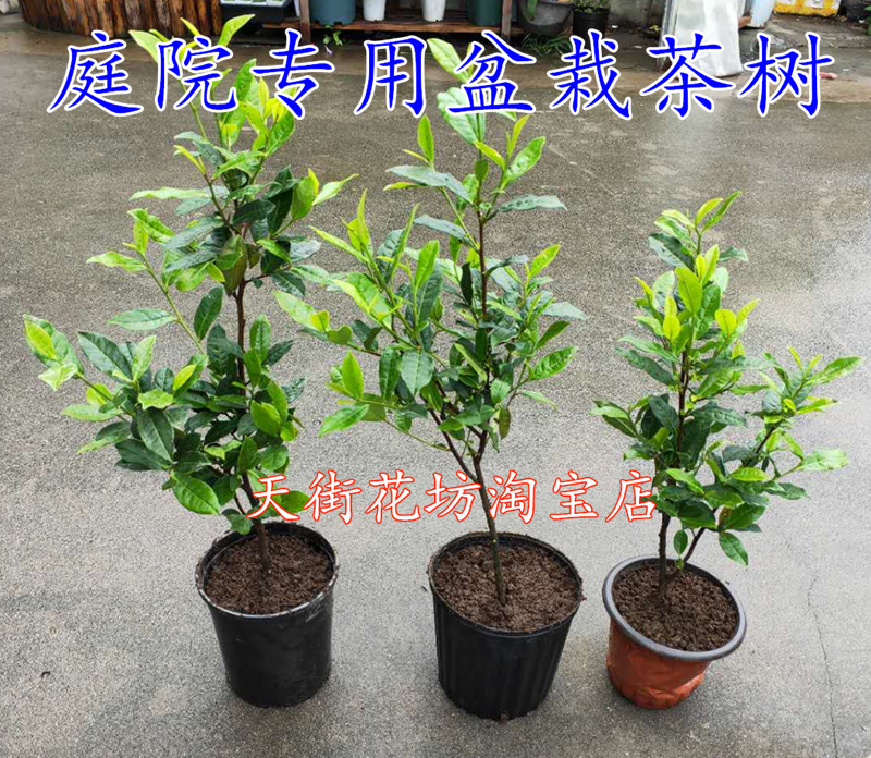 盆栽杭州西湖龙井茶叶树苗精选带盆带土当年铁观音黄金芽茶树盆景