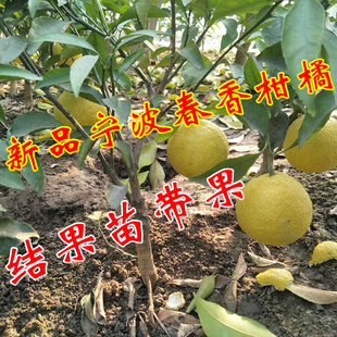 新品宁波春香柚柑橘树苗黄金贡柑苗象山青柑桔苗 橘子树果树果苗