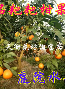南方春见橘橙明年结果苗四季常青耙耙柑桔树苗庭院柑橘皇后果树苗