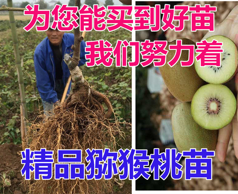 浙江红心猕猴桃苗 盆栽江山猕猴桃果树苗猕猴桃果苗满38元包邮