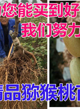 浙江红心猕猴桃盆栽38