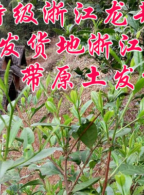 浙江龙井茶苗茶树苗实物含盆发货