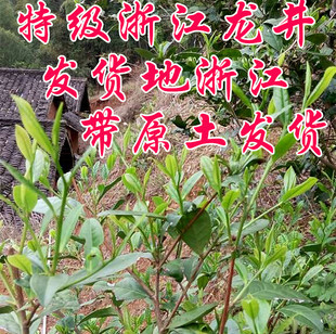 茶苗含盆发货 浙江西湖龙井茶苗 茶树苗 龙井43 实物图片展示茶苗