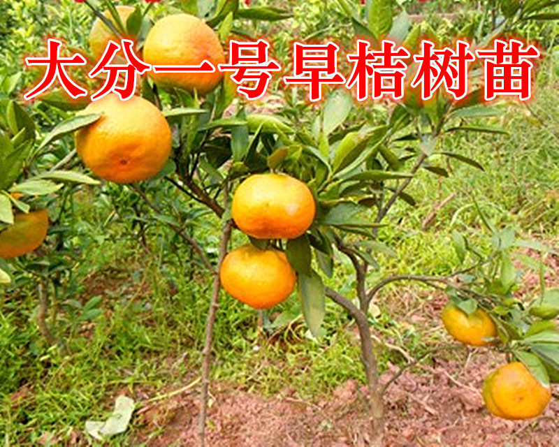 宁波大分一号早桔树苗 盆栽蜜桔贡桔结果苗 成熟早桔果树果苗