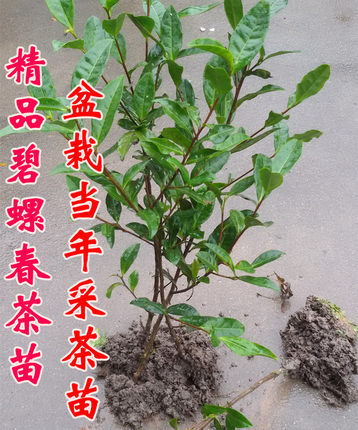 盆栽碧螺春茶叶树苗 当年即可采摘上等绿茶碧螺春大茶苗包邮