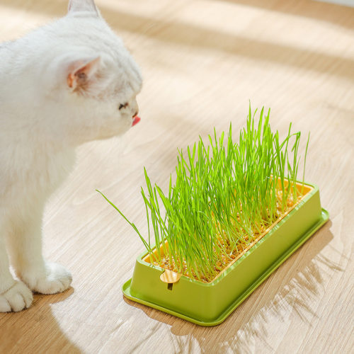 猫草化毛球无土水培育化毛草