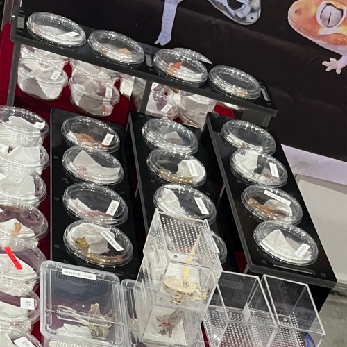 三层守宫爬宠展架四层加高睫角展示架Pvc雪弗板黑色展架爬宠架