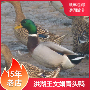洪湖王文娟绿头鸭一只整鸭鸭肉公鸭2斤左右成熟青年鸭