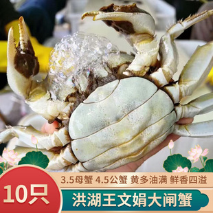 洪湖王文娟大闸蟹5只3.5母蟹 5只4.5公蟹两顺丰活蟹清水蟹 可全母