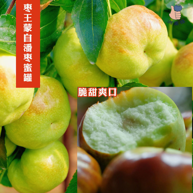 洲果缘高山生态蒙自蟠枣蜜罐当季新鲜现摘蒙自大枣脆甜口感嘎嘎的
