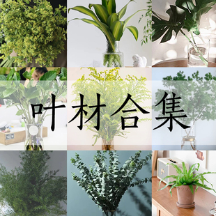 叶材黄莺草尤加利巴西叶栀子叶山苏鸟巢天门冬蓬莱松八角叶龟背叶