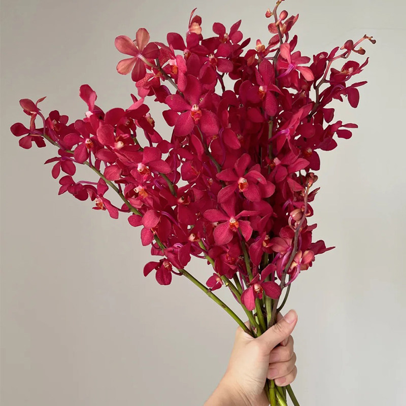 泰国进口千代兰花材鲜花鲜切花家用鲜花办公桌花鲜花速递广州同城