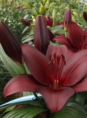 进口LA百合球 黑贝壳Malbec百合花球种子多年生耐寒球根花卉植物