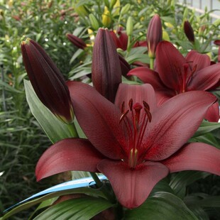 进口LA百合球 黑贝壳Malbec百合花球种子多年生耐寒球根花卉植物
