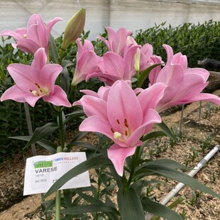 瓦雷泽 varese 进口LO铁炮百合种球 百合花种子多年生球根花卉