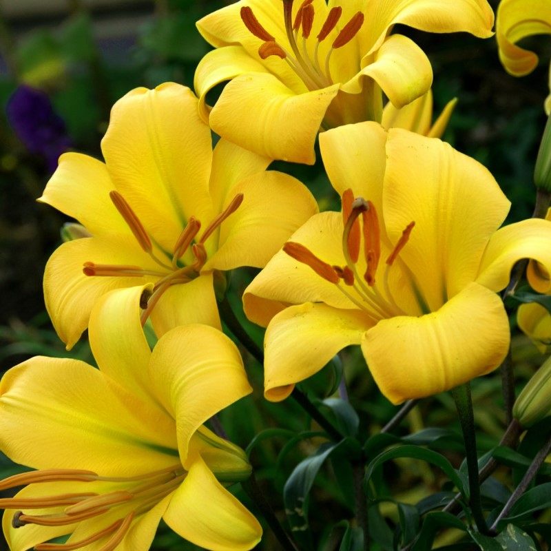 进口LO铁炮百合种球 黄色星球Yellow Planet百合花球种子球根花卉,鲜花速递/花卉仿真/绿植园艺,种球/裸根,淘宝优惠券,粉丝福利购,淘宝优惠卷