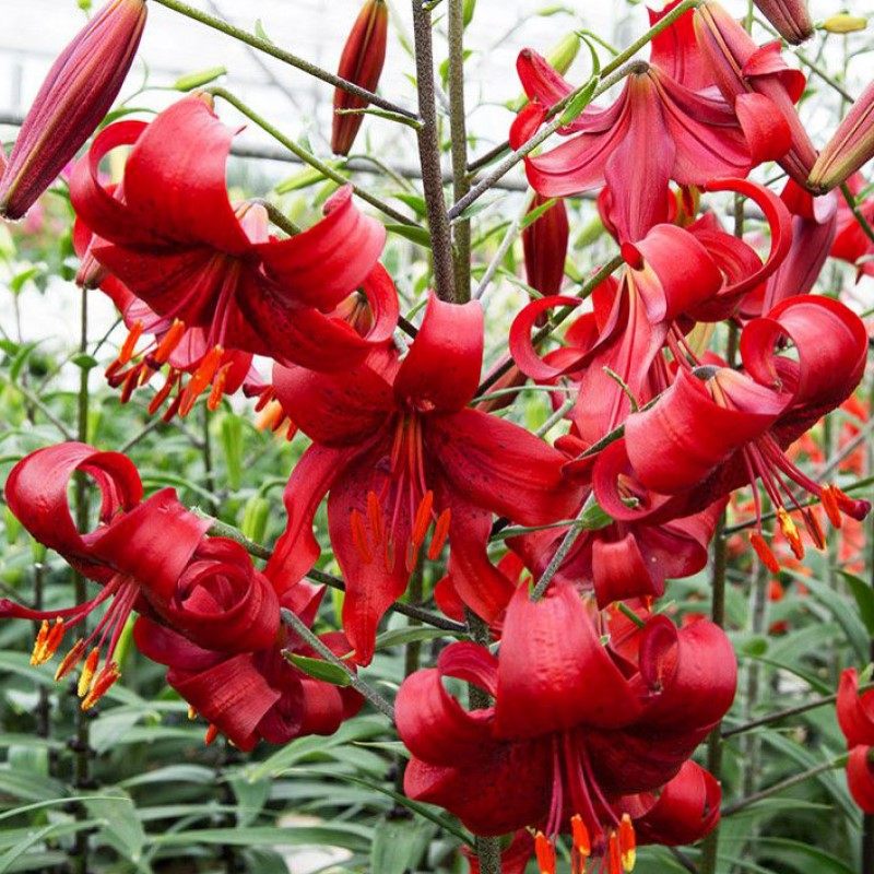 亚洲庭院百合种球 红色生命 Red_Life进口老虎百合花种子无香多花,鲜花速递/花卉仿真/绿植园艺,种球/裸根,淘宝优惠券,粉丝福利购,淘宝优惠卷