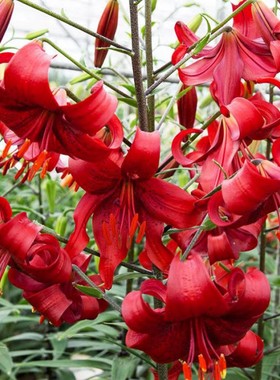 亚洲庭院百合种球 红色生命 Red_Life进口老虎百合花种子无香多花