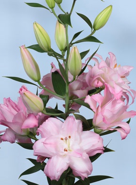 进口东方百合种球 冲浪者 waverider 盆栽地栽重瓣百花种子