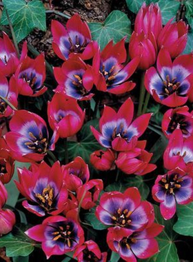 原生郁金香种球种子可复花切花多年生进口球根花卉盆栽