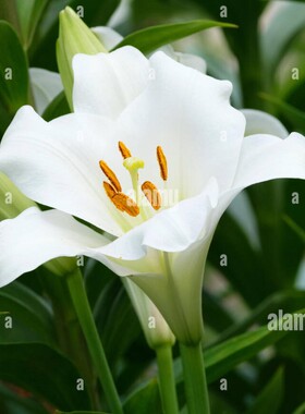 进口LO百合种球弗雷多 Fredo 花球种子多年生球根花卉可盆栽地栽