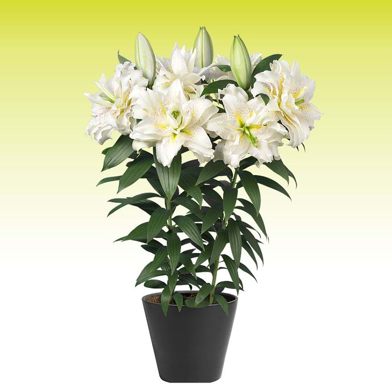 进口东方百合种球 西塔 Roselily Sita 盆栽地栽重瓣百花种子