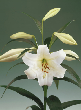 进口百合种球 白特里昂菲特white triumphator 百合花种子LO铁炮