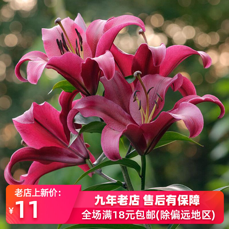 进口百合种球 红色宫殿(帕拉佐)palazzo 百合花球ot百合庭院阳台