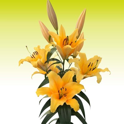 进口百合种球 晚霞/瓦拉丁 Valverde 百合花球种子OT百合庭院阳台