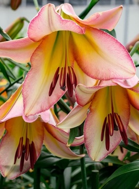 进口OT百合种球 北京月亮 beijing moon百合花球种子百合庭院阳台