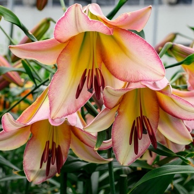 进口OT百合种球 北京月亮 beijing moon百合花球种子百合庭院阳台