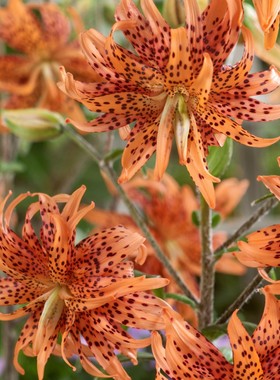 百合种球弗洛尔普雷诺/重瓣卷丹FLore Pleno进口老虎百合无香多花