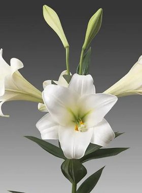 进口铁炮百合种球 泽拉 vuvuzela Lo百合花种子耐寒多年生球根