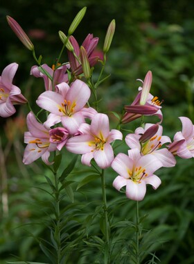 进口LO铁炮百合种球 粉色星球 Pink_Planet 百合花球种子球根花卉