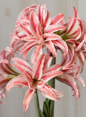 荷兰进口重瓣朱顶红种球 多夫莱特 Doublet  多年生球根