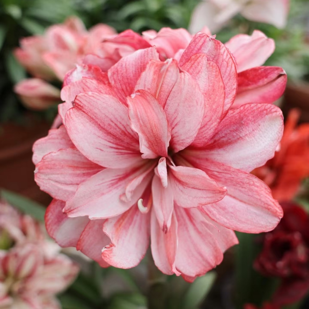 秘鲁进口朱顶红种球 蒂卡梦幻  多年生盆栽球根花卉