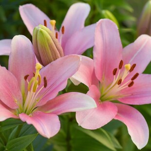 布林迪西 brindisi 进口百合种球  LA百合花种子花大无香