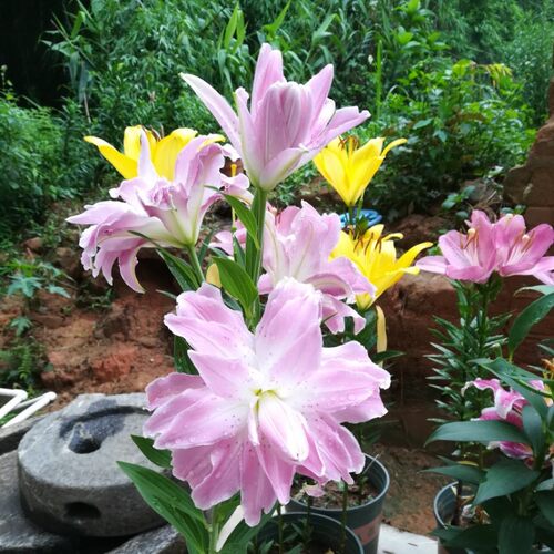 进口东方百合种球 莲花雅致 Lotus Elegance盆栽地栽重瓣百花种子