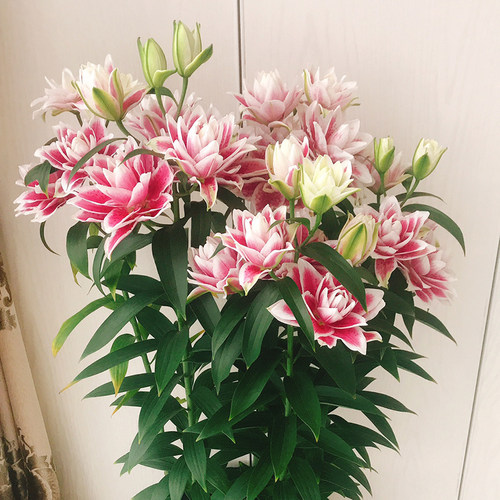 进口东方百合种球 萨曼塔 Roselily Samantha 盆栽重瓣百花种子