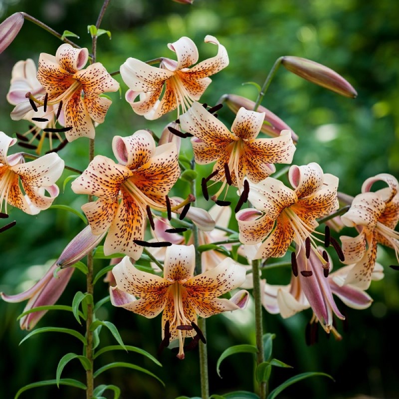 百合种球 虎宝宝 Tiger-Babies进口特殊庭院老虎花种子无香多花