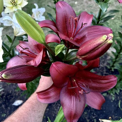 进口LA百合种球大全花种多花耐寒耐热易繁殖无香不需要春化包对版