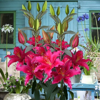 戈梅拉 Gomera 进口东方百合种球 盆栽地栽百合花种子多年生球根