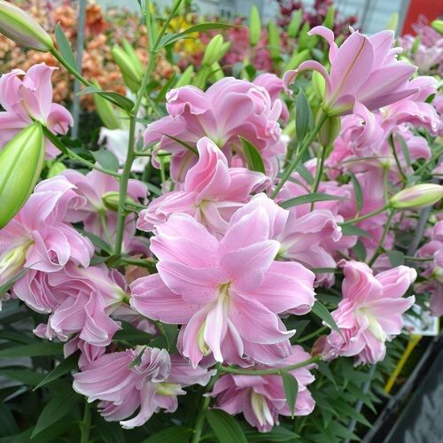 进口东方百合种球 莲花梦_Lotus_Dream 盆栽地栽重瓣百花种子