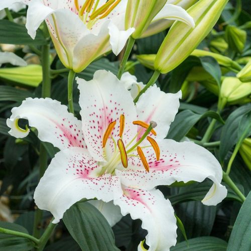 白葡萄酒(密斯卡岱)Muscadet 进口东方百合种球 盆栽地栽百合花种